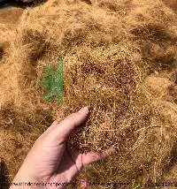 Coco Coir Fiber