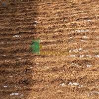 Coco Coir