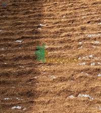 Coco Peat