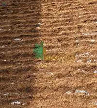 Coco Peat