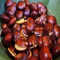 Jengkol