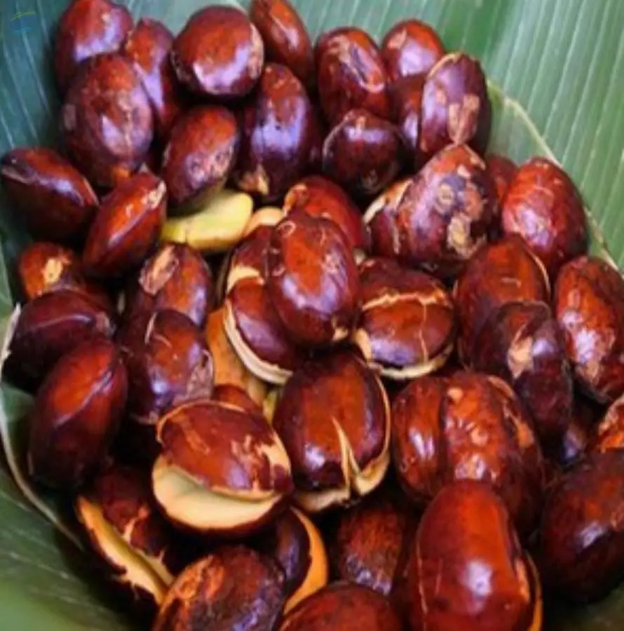 Jengkol
