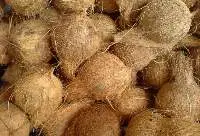Semi Husked Coconut