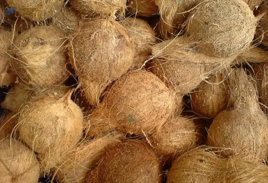 Semi Husked Coconut