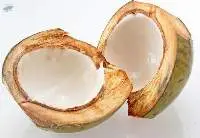 Coconut