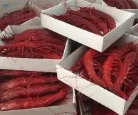 Prawns