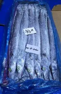 Ribbon Fish