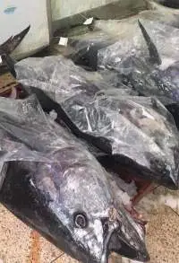 Blue Fin Tuna