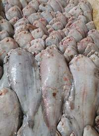 Frozen Fish