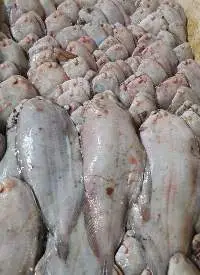 Frozen Fish
