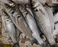 Mackerel