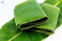 Banana Leaf