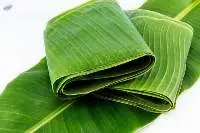 Banana Leaf