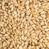 Wheat