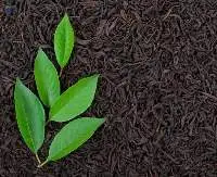 Tea Leaves