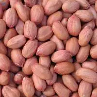 Groundnut
