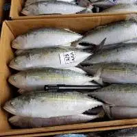 Indian Mackerel