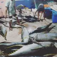 Yellow Fin Tuna
