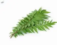 Curry Leaf