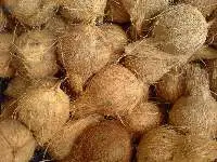 Coconut Husked or Semi Husked