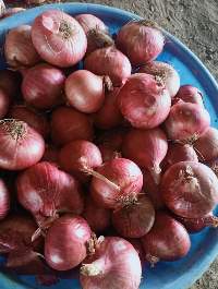 55mm+ Onion