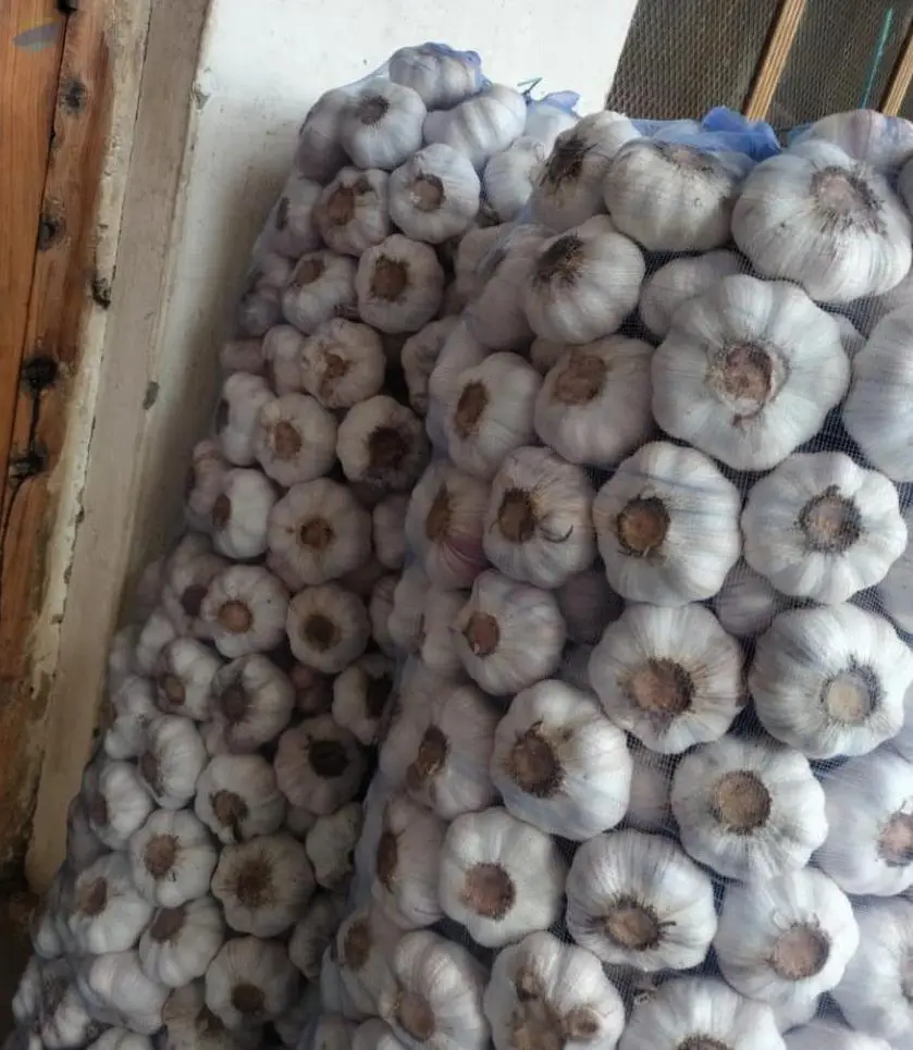 Garlic