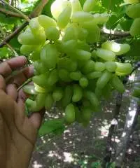 Green Grapes