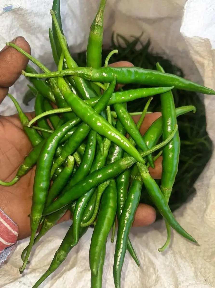 Green Chilli