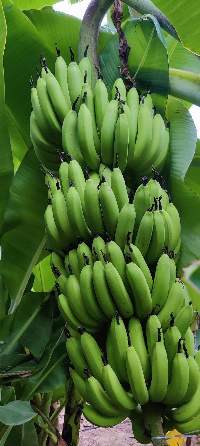 Cavendish Banana