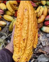 Cocoa Bean