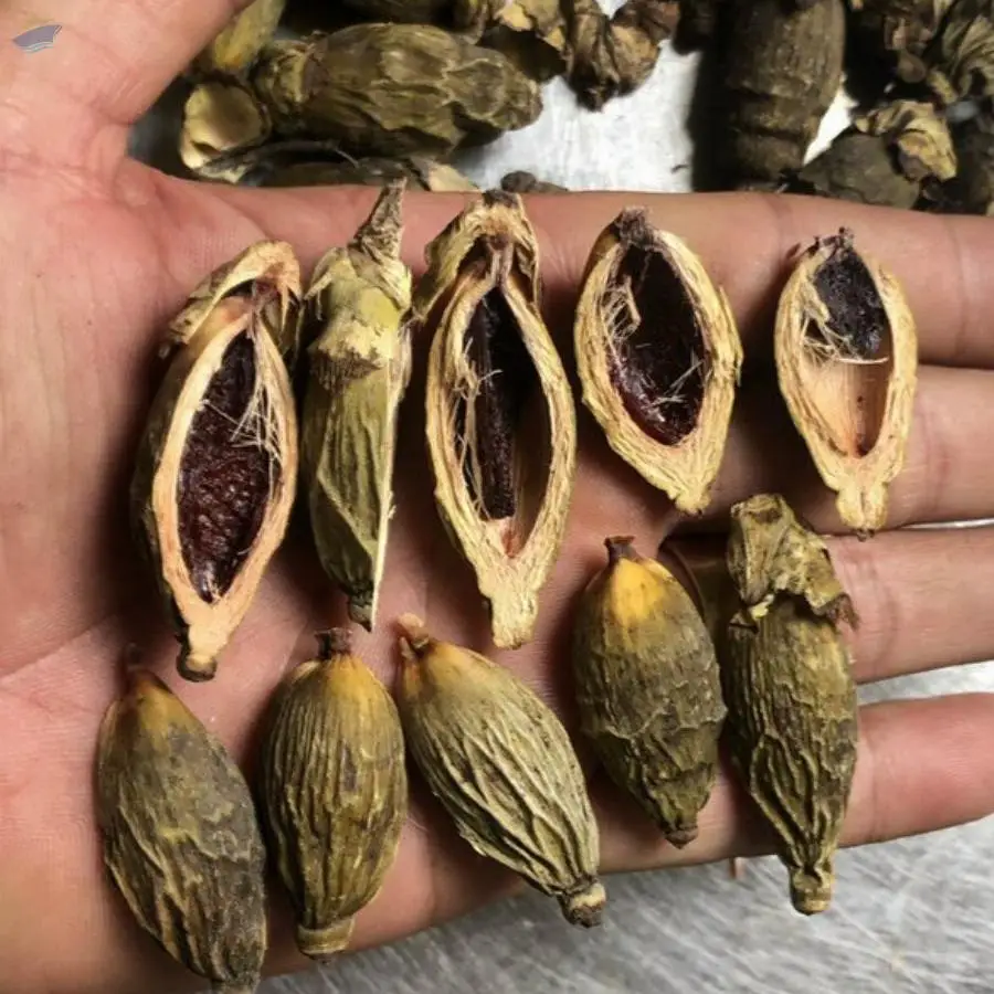 Young Dried Betel Nut