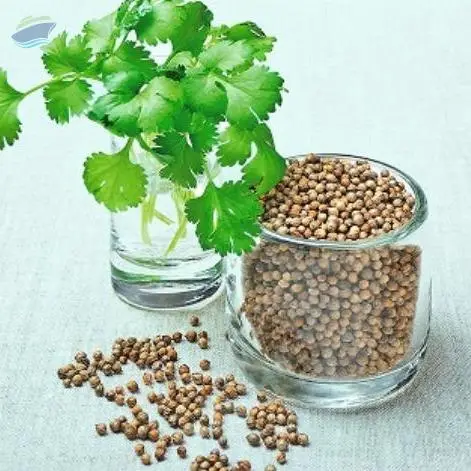 Coriander Seeds