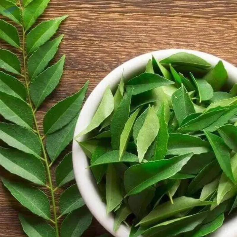 Curry Leaves