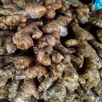 Ginger