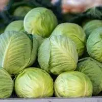 Cabbage