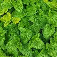Mint Leaves
