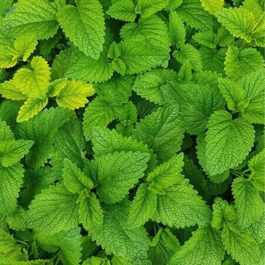 Mint Leaves