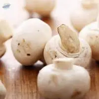Button Mushroom