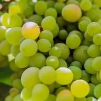 Grapes