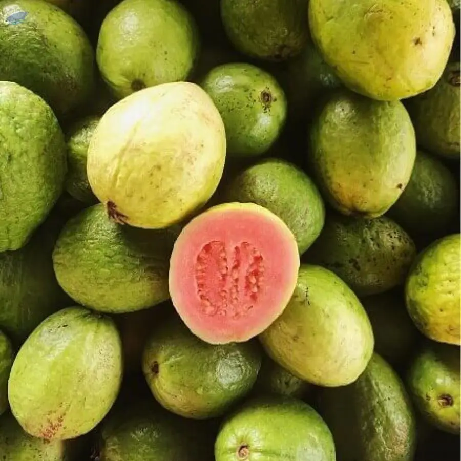 Guava