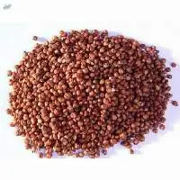 Red Sorghum