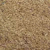 Malt Barley
