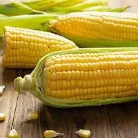 Sweet Corn