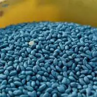 Cotton Seeds