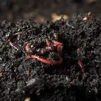 Vermicompost