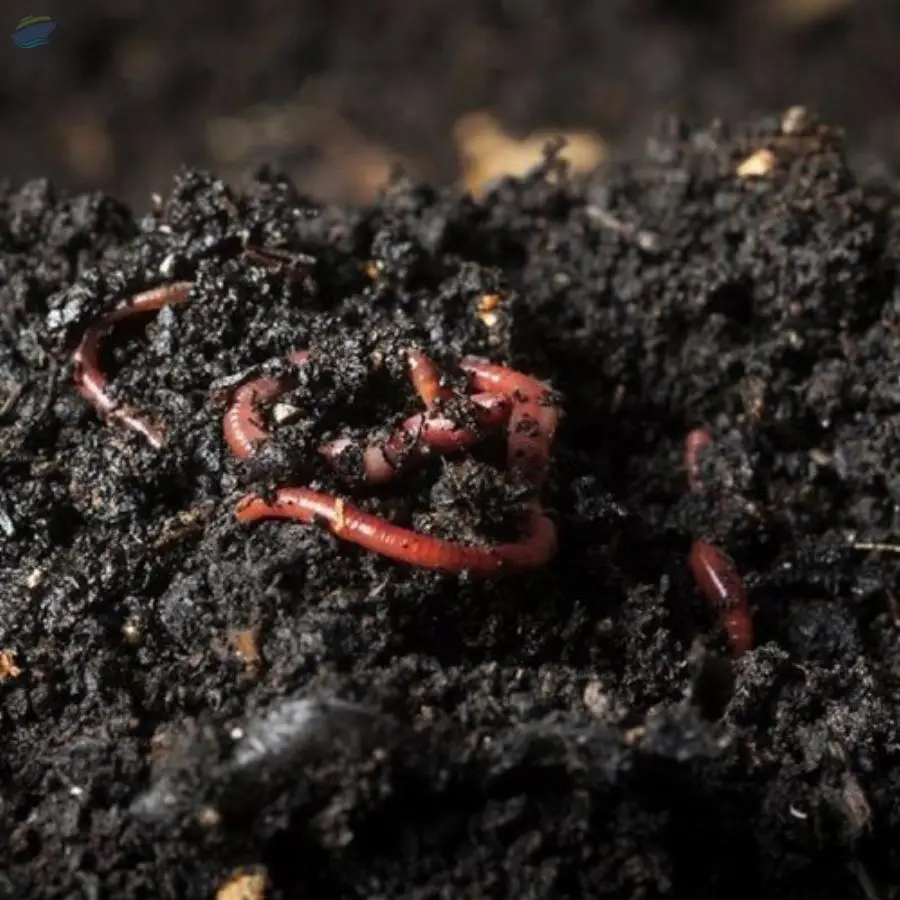 Vermicompost