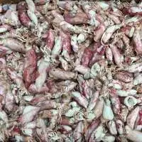 Dried Salted Squid
