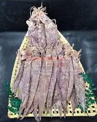 Dried Whole Squid