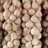 Semi Husked Coconut