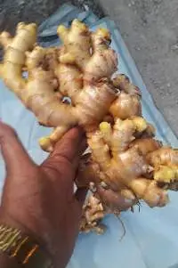 Ginger